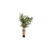 T.concept Dekoratif, Yapay Bambu Ağaç Yaprağı 200 Cm Yeşil Renk