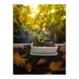 Tabaklı Beton Saksılı Afra Bonsai Yeşim Ağacı