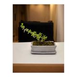 Tabaklı Taş Saksılı Afra Bonsai Yeşim Ağacı