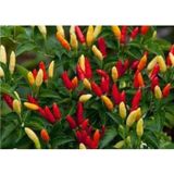 Tabasco Acı Biber 10+ Tohum