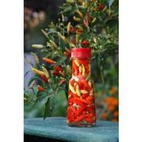 TABASCO ACI BİBER * 10+ TOHUM
