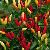 Tabasco Acı Biber Tohumu Saksı Toprak Seti