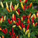 Tabasco Acı Biber Tohumu