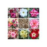TABER 10 Adet 5.5 Luk Saksıda Adenium Çöl Gülü Çiçeği Fidanı Pakedi (Mix Karışık)