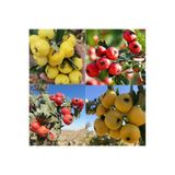TABER 2 Adet İri Meyveli Aşılı Alıç Fidanı, Tüplü (Kırmızı ve Sarı)