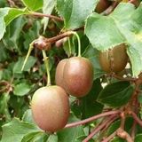 Taber 2 YAŞ BAVYERA Yeşil Kırmızı Mini Kivi FİDANI (1 ERKEK ve 1 DİŞİ), Torbada