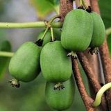 Taber 2 Yaş SALKIM KİVİ (ERKEK) , İssai Kivi Fidanı, Torbada