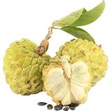 Taber 2 Yaş Tropikal Sugar Apple (Şeker Elma) Fidanı, Torbada