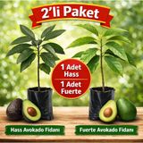 Taber 2’li Paket Aşılı Avokado Fidanı (Hass + Fuerte) – Tüplü, 70 cm, Yüksek Verimli