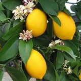 Taber 3 Yaş Aşılı 2 Adet Yediveren Bodur Mayer Limon Fidanı