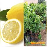 Taber 3 Yas Aşılı Bodur Yediveren Limon Fidanı, Torbada - YOK