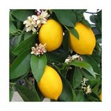 Taber 3 Yaş Aşılı Bodur Yediveren Mayer Limon Fidanı, Torbada - YOK