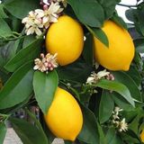 Taber 3 Yaş Aşılı Bodur Yediveren Mayer Limon Fidanı, Torbada