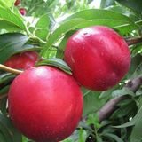 Taber 3 Yaş, Aşılı, TÜYSÜZ GEÇCİ Nektarin Fidanı, Torbada