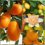 Taber 4 lü Aşılı Özel Narenciye Fidanı Pakedi (Kamkat, Yediveren Limon, Okitsu Mandalin,Washington Portakal)