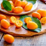 TABER 4 Yaş Aşılı Nagami Kamkat Süs Portakalı Fidanı, (Tüplü)