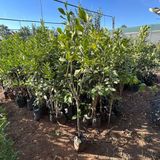 TABER 4 Yaş Aşılı ve Tüplü Yediveren Limon Fidanı (140 Cm Üzeri)
