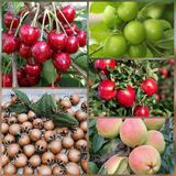 Taber 5 li Aşılı Meyve Fidanı Pakedi (Armut, Elma, Muşmula, Kiraz ve Erik)