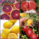Taber 5 li Aşılı Özel Narenciye Fidanı Pakedi (Kan Portakal, Limequat, Şadok, Blood Lime, İri kamkat)