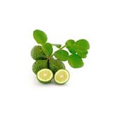 TABER 5 Yaş Aşılı Kaffir Lİme Limon Fidanı, Torbada