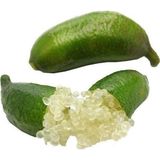 Taber 6 Yaş Aşılı Finger Lime Parmak Limon Fidanı, Torbada