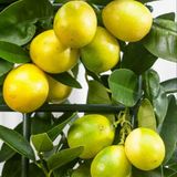 Taber 6 Yaş Aşılı Limequat-Süs Limonu Fidanı, Torbada