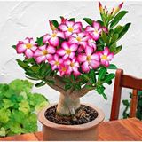 Taber Arabic Adenium Çöl Gülü Çiçeği Fidanı