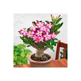 Taber Arabic Adenium Çöl Gülü Çiçeği Fidanı