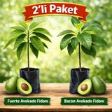 Taber Aşılı 2’li Avokado Fidanı (Fuerte + Bacon) – Soğuğa Dayanıklı, Tüplü, 50–70 cm
