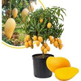 Taber Aşılı Ataulfo Bal Mangosu Fidanı - 2 Yaş - Dünyanın En Tatlı Lifsiz Honey Mangosu - 60-70 cm Tüplü