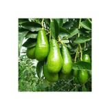 TABER Aşılı Wurtz (Bodur)-(Little Cado) Avokado Fidanı 50-70 cm - Tüplü Saksıda Yetişmeye En Uygun Gerçek