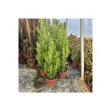 TABER Bol Dallı Büyük Boy Euphorbia Trigona Green - Afrika Yeşil Süt Ağacı Kaktüsü