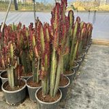 TABER Büyük Boy Bol Dallı Euphorbia Trigona Red- Afrika Kırmızı Süt Ağacı