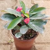 Taber Büyük Boy KIRMIZI Euphorbia Milli / Dikenler Tacı, Saksıda