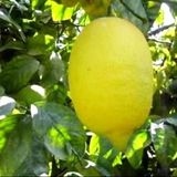 Taber Çok Dallı Tüplü 4 Yaşında Yediveren Enter Limon Fidanı (120-150 cm)