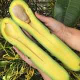 Taber Dev Uzun Avokado Fidanı (Long Neck) - 2 Yaş Aşılı Sertifikalı - Gurme Çeşit Saksıya Uygun (50-70 cm)