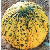 Taber Doğal Altınbaş (637) Kavun Tohumu (4 gram)