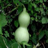 Taber Doğal Calabash Süs (Su) Kabağı Tohumu (5 TOHUM)
