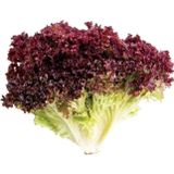 Taber Doğal Kırmızı Kıvırcık Marul Tohumu (100 tohum)