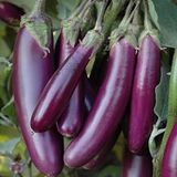 Taber Doğal Long Purple Patlıcan Tohumu (50 tohum)