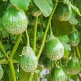 Taber Green Giant Thai Dev Patlıcan Tohumu (15 tohum)