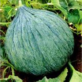 Taber Hasanbey Kavun Tohumu (10 gram)