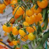 Taber Heirloom Gold Cherry Nugget Domates Tohumu (15 tohum)