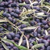 Taber İri Meyveli Yağlık ve Sofralık Tüplü Mardin Sele Zeytini Fidanı