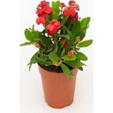 Taber İthal Kirmizi Euphorbia Milli / Dikenler Tacı Küçük Saksıda