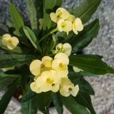 Taber İthal Sari Euphorbia Milii / Dikenler Tacı Küçük Saksıda