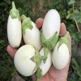 Taber Japanese Egg White Patlıcan Tohumu (15 tohum)