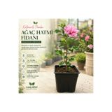 TABER Katmerli Pembe Ağaç Hatmi Fidanı – 20-30 cm Üretim Saksısında Hibiscus Syriacus