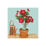 TABER Kırmızı Adenium Çöl Gülü Çiçeği Fidanı
