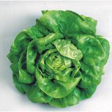 Taber Kışlık İri Kıvırcık Marul Tohumu (1 gram)